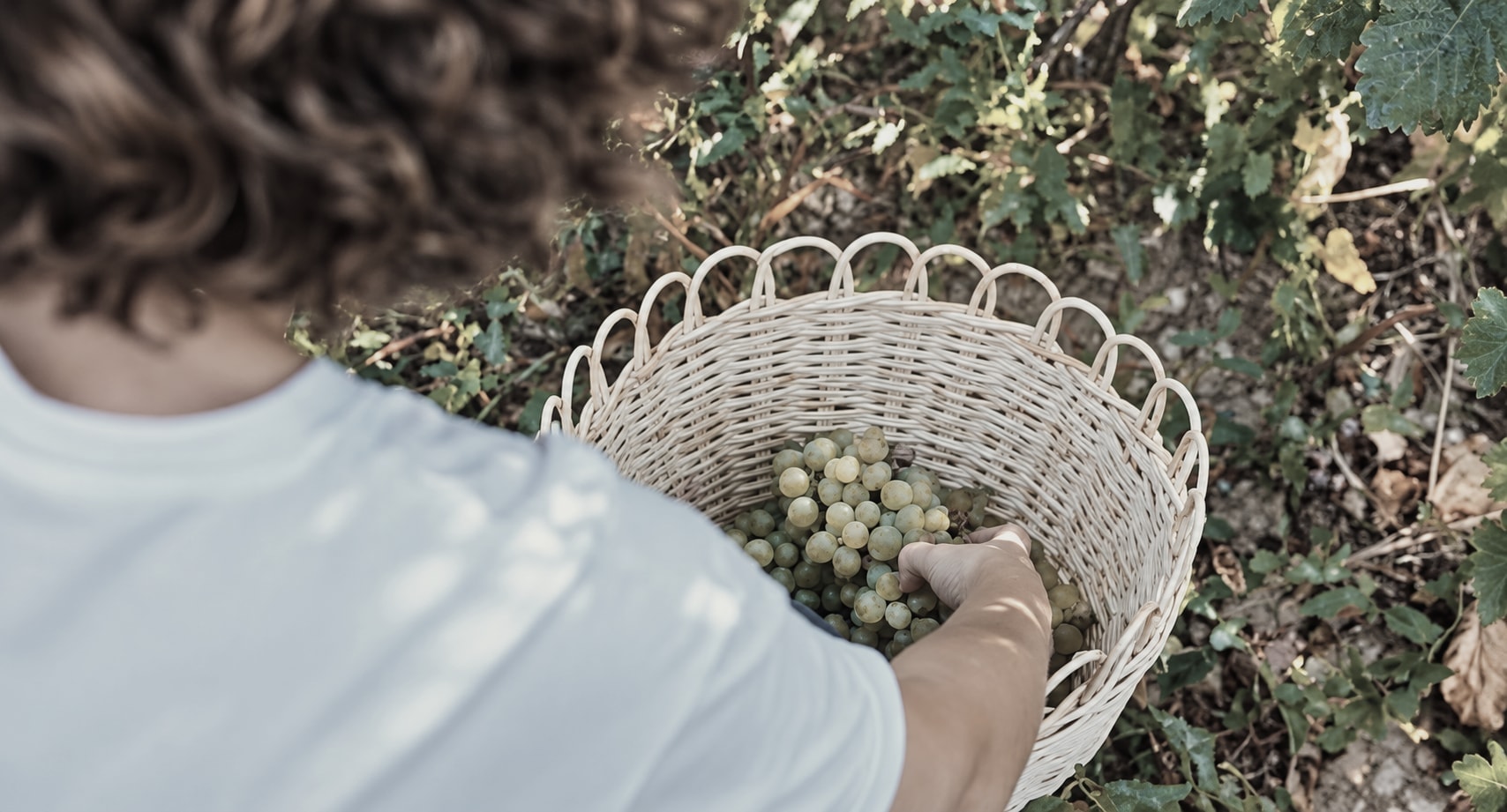 A basket of freshly picked white grapes